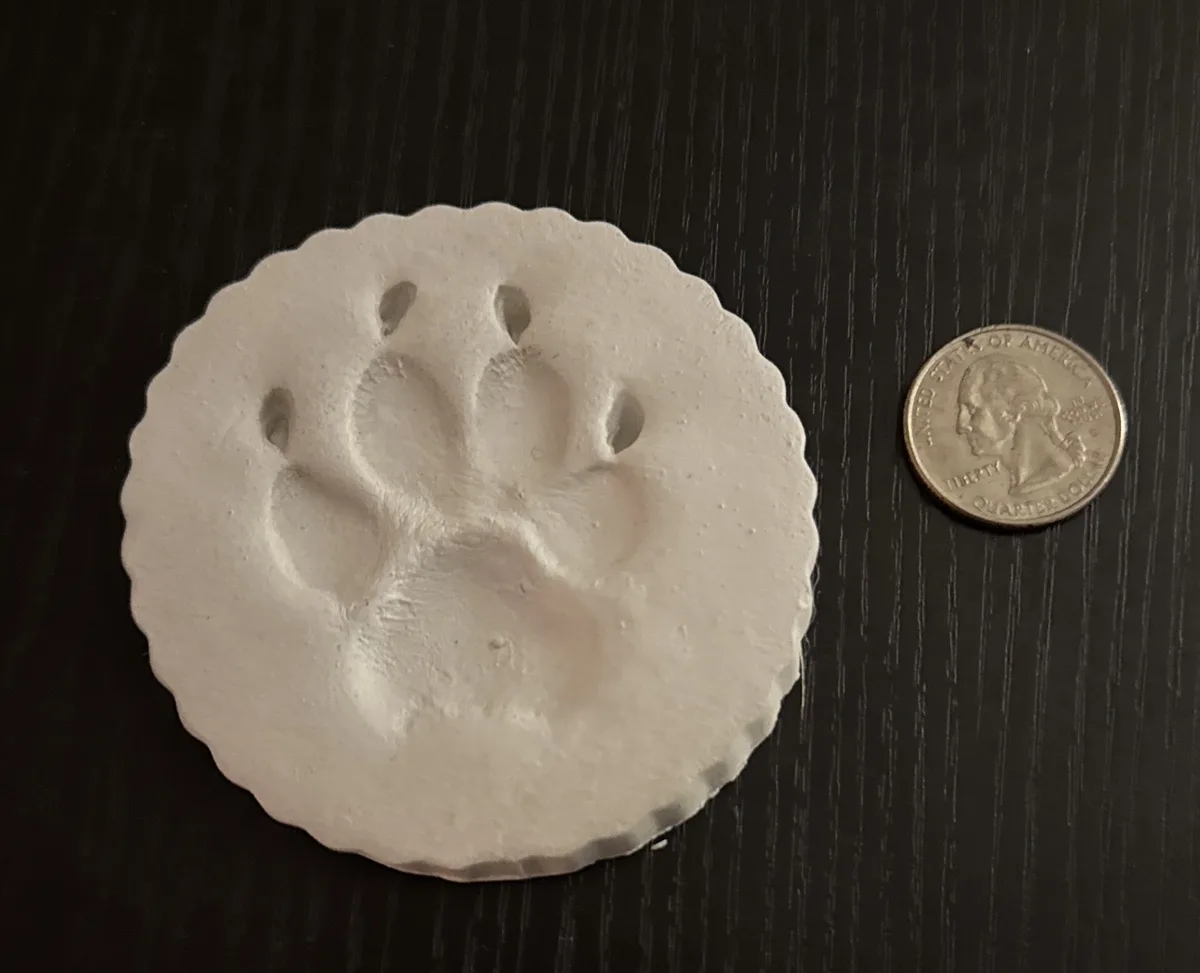A white, circular, scalloped-edged cast of a paw print sits on a dark wood surface next to a quarter for scale. The cast has…