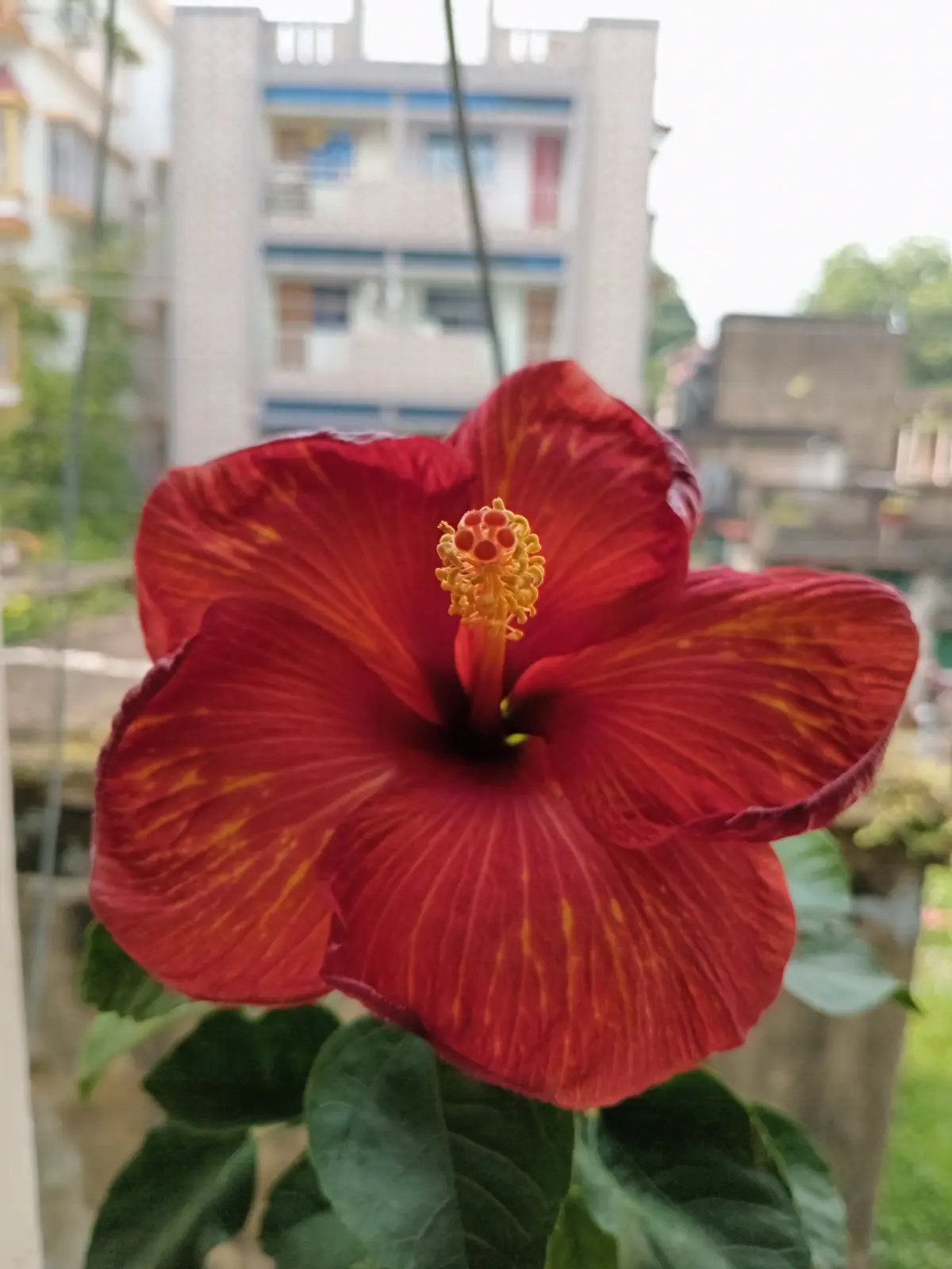 A vibrant red hibiscus flower with yellow streaks is in sharp focus in the foreground, viewed through a window with faint…