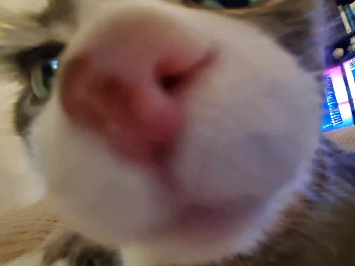 A blurry, extreme close-up photo of a cat's face, with its pink nose dominating the foreground and one green eye visible…