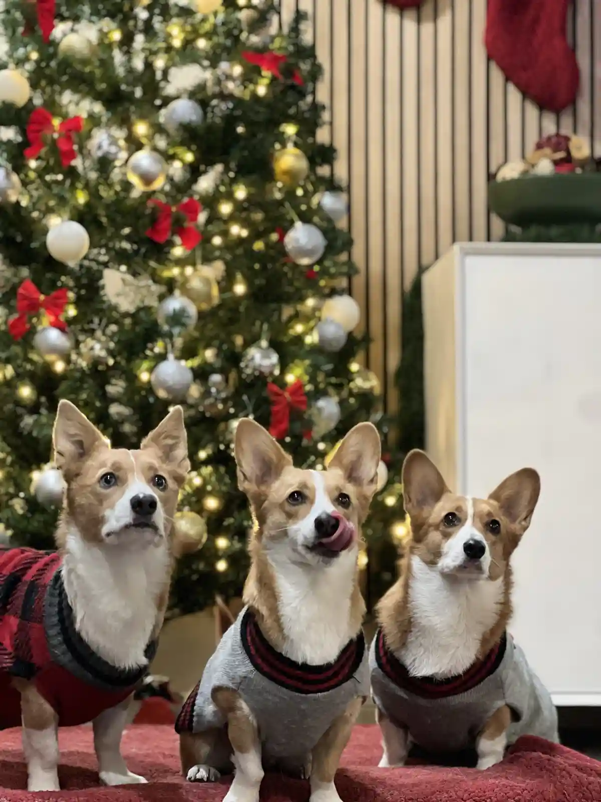 Three corgi dogs wearing festive sweaters sit in front of a decorated Christmas tree with lights, ornaments, and red bows…