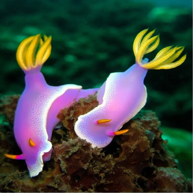 two vibrant purple sea slugs with yellow feathery appendages and orange-tipped rhinophores rest on a textured coral reef…