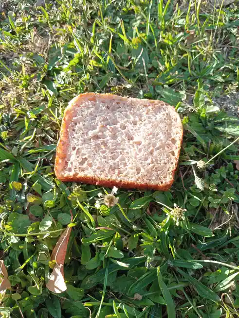A single slice of whole wheat bread with a golden crust lies on a patch of green grass and weeds under bright sunlight. The…