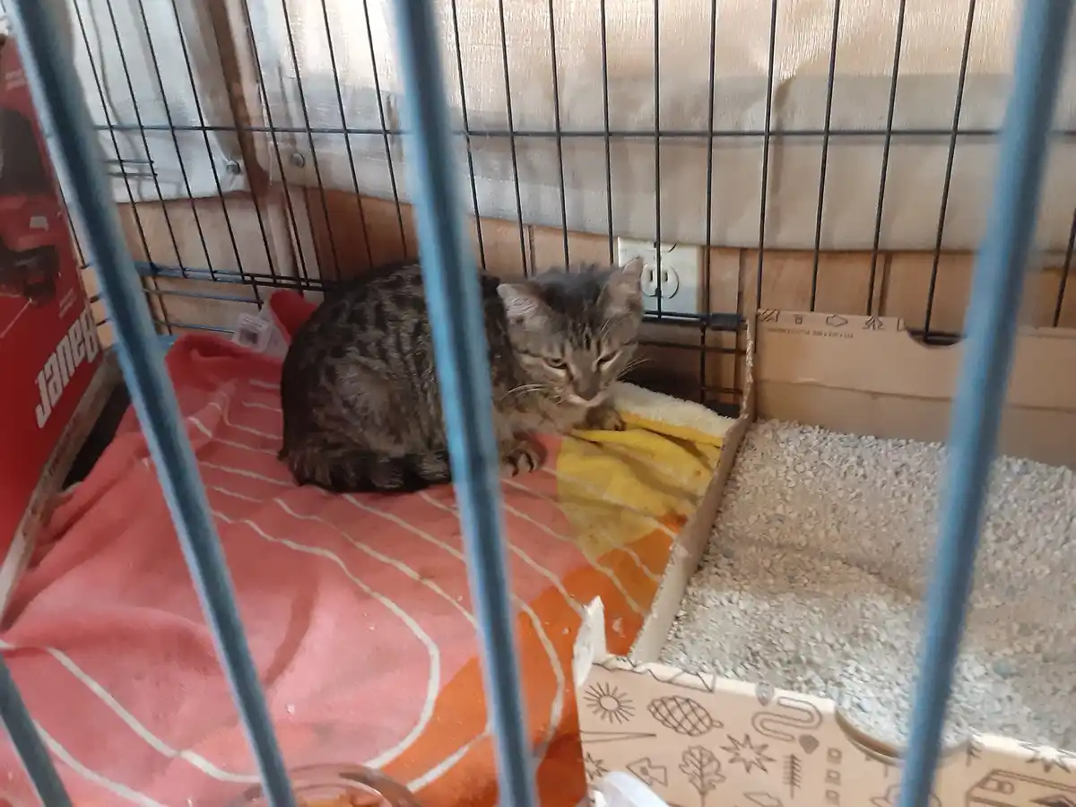 A tabby cat sits inside a wire cage, looking down at a yellow blanket. The cage contains a pink and orange patterned…