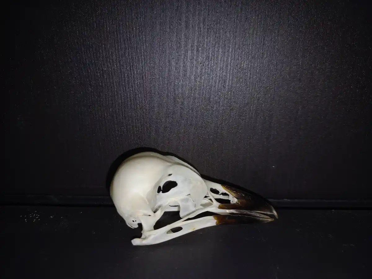 A bird skull with a dark beak rests on a dark surface against a dark background. The skull is positioned with its head…