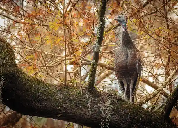 A wild turkey stands upright on a thick, moss-covered tree branch in a forest with autumnal foliage. The bird faces left…