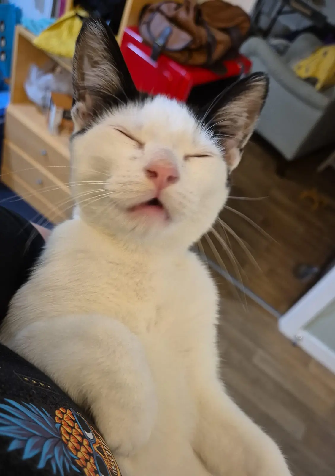 A white cat with dark-tipped ears is being held, eyes closed and mouth slightly open in a blissful expression, as if deeply…