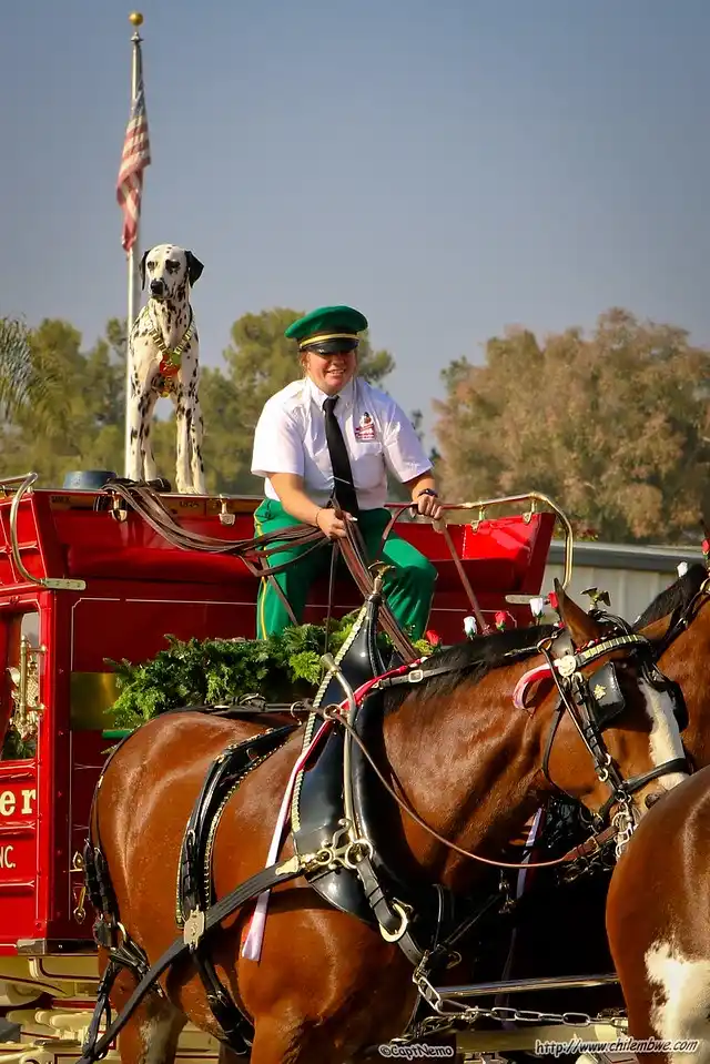 A person in a firefighter's uniform sits atop a red horse-drawn fire wagon, smiling while holding reins. A Dalmatian dog…