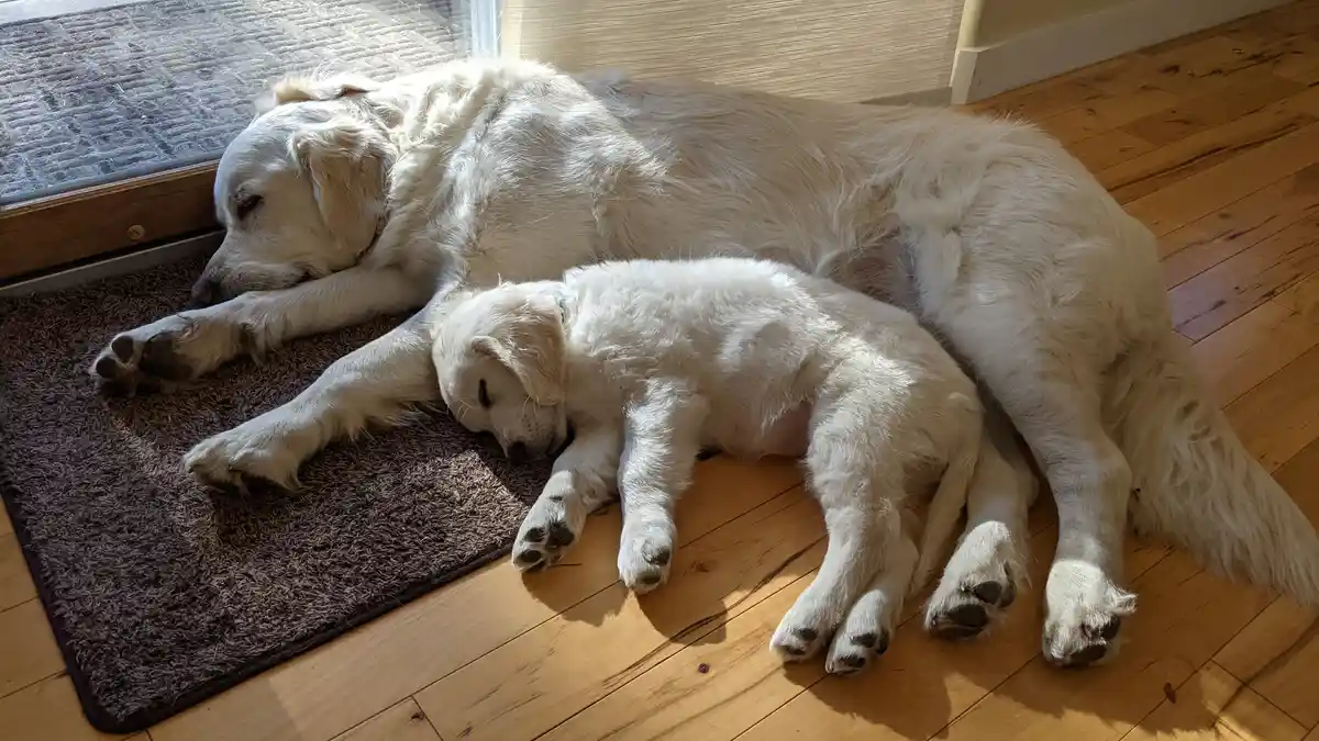 A large adult golden retriever and a small puppy are both sleeping soundly on a brown rug next to a wooden floor, basking in…