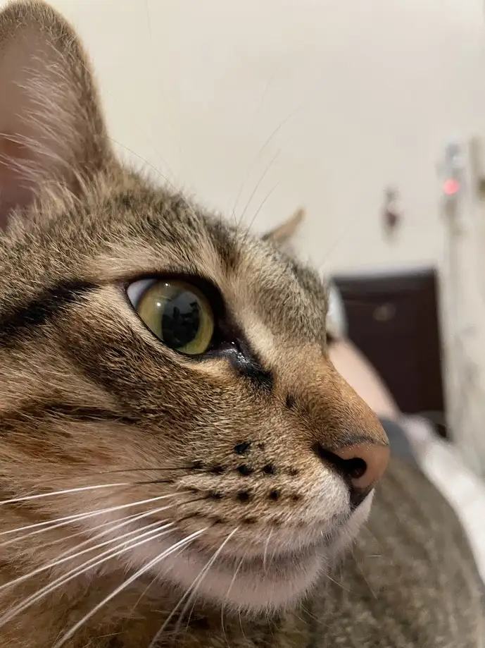 A close-up photo of a tabby cat's face, showing its green eye, whiskers, and nose, with a blurred background. The cat…