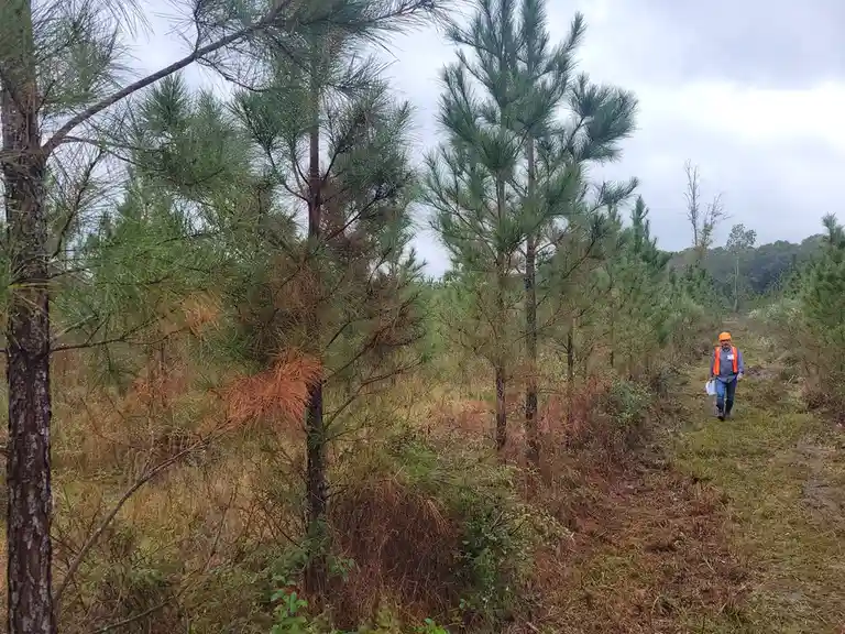 A man wearing an orange hard hat and safety vest walks through a pine forest holding papers. The trees have green needles…