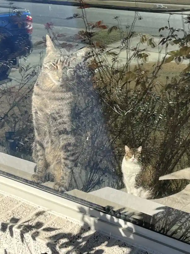 Two cats are seen through a glass window: a larger tabby cat sits upright on the windowsill looking alert, while a smaller…