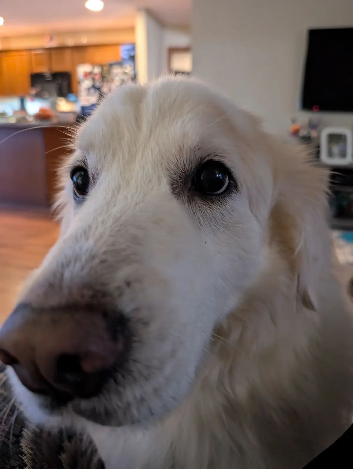 A close-up photo of a fluffy white dog with large, expressive dark eyes looking directly at the camera, set against a…
