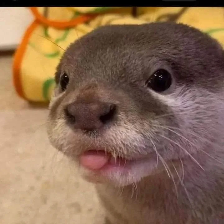 A close-up photo of a baby otter with dark eyes, gray fur, and a pink tongue sticking out, looking directly at the camera…