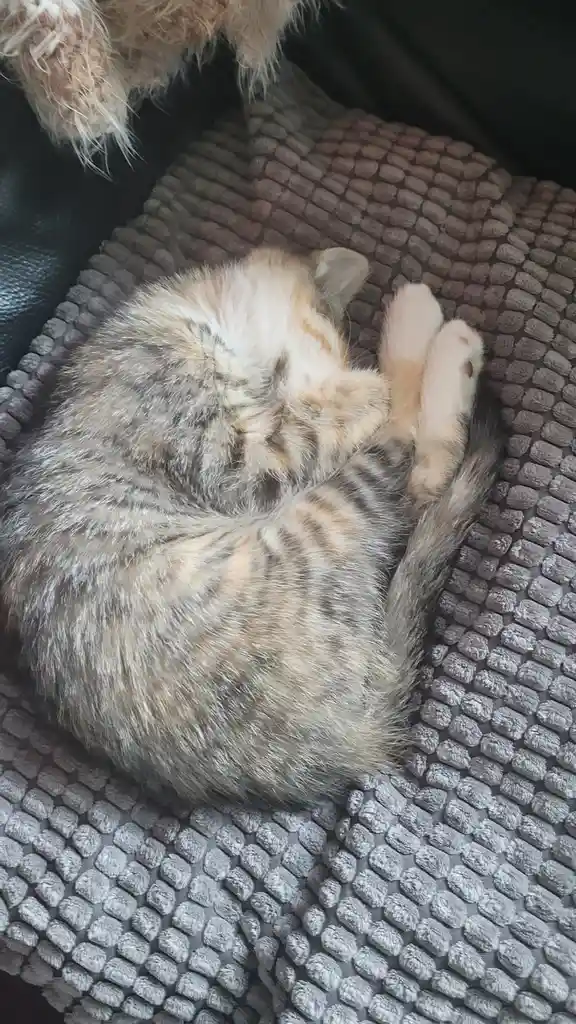 A tabby cat is curled up sleeping on a textured gray blanket, its paws tucked in and back arched. The overlaid text reads…