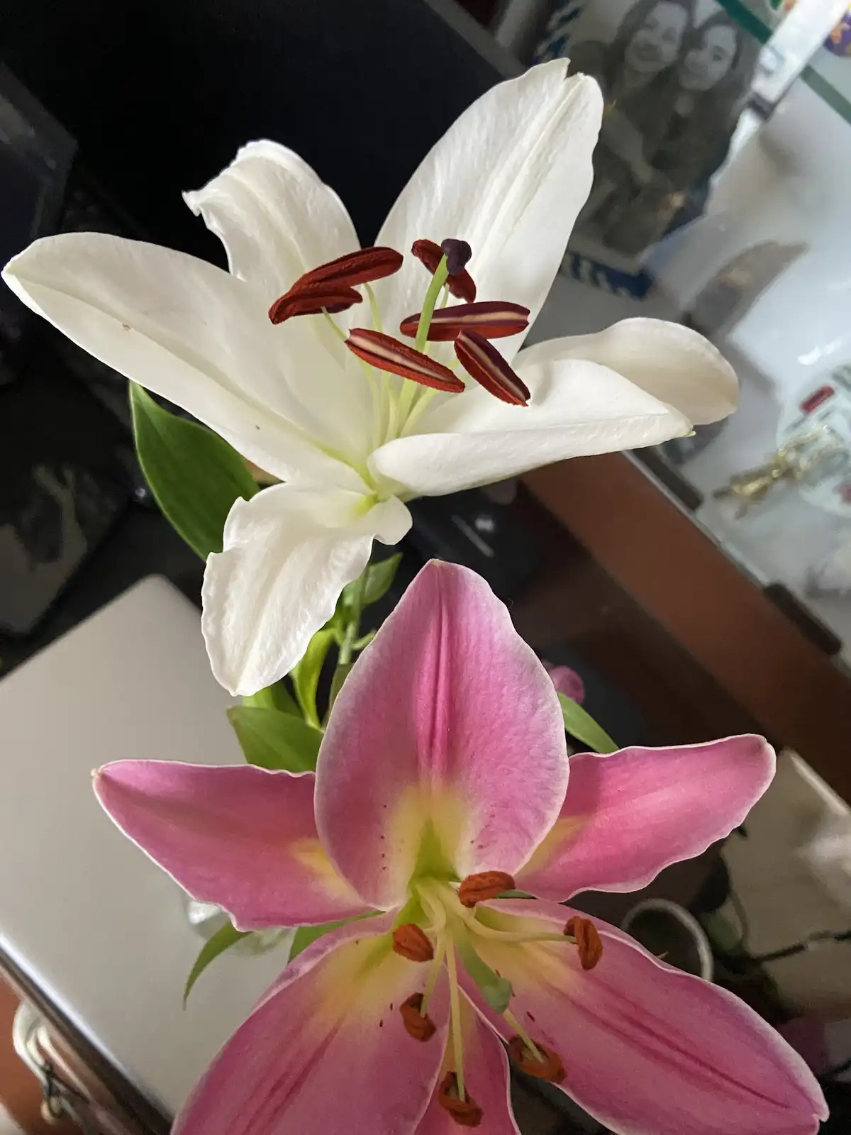 A close-up photo shows two lilies, one white and one pink, in a vase on a table. The white lily is in the background, and…