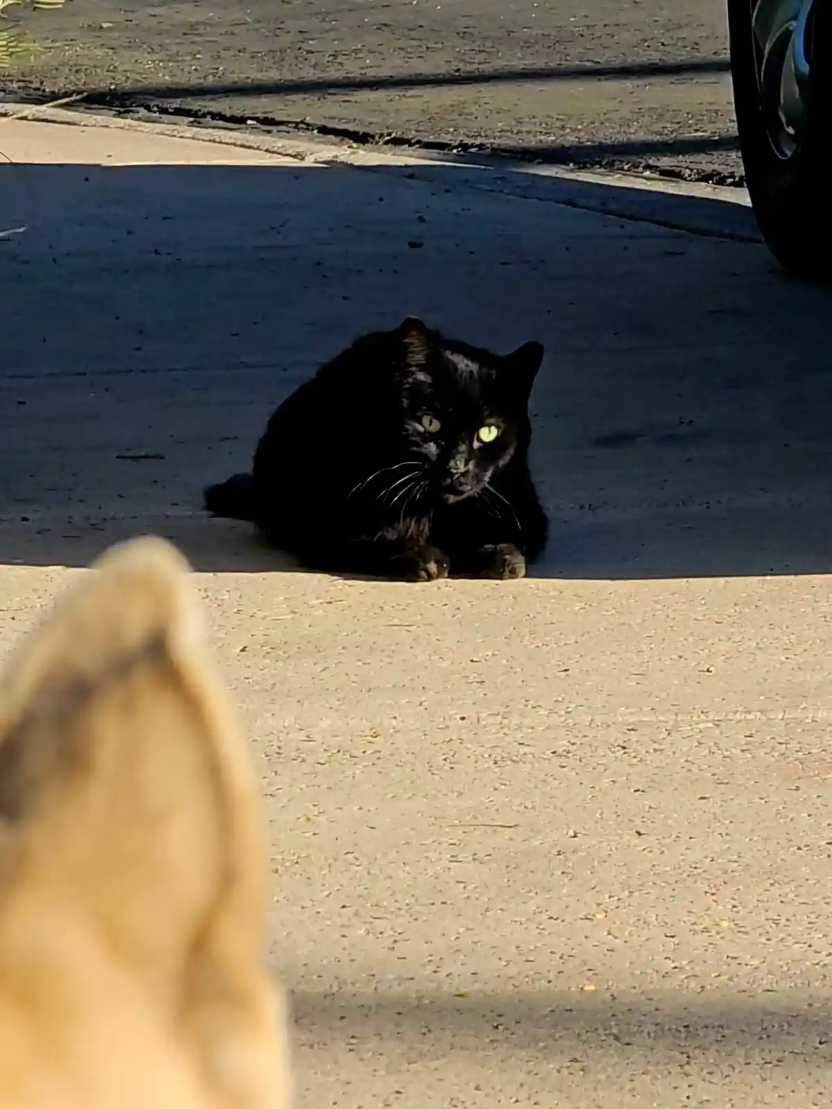Meet the bravest cat I've ever seen!