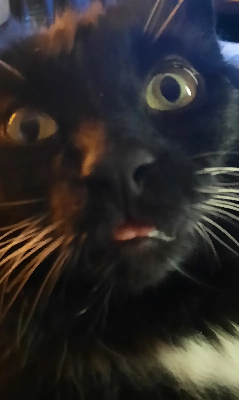 A blurry, close-up photo of a black cat with wide, startled eyes and a slightly open mouth, appearing to be in motion or…