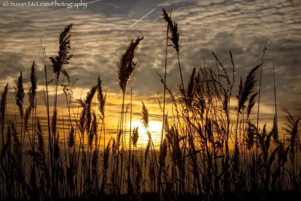 A serene sunset photograph shows tall grasses silhouetted against a golden sky with scattered clouds and a faint contrail…