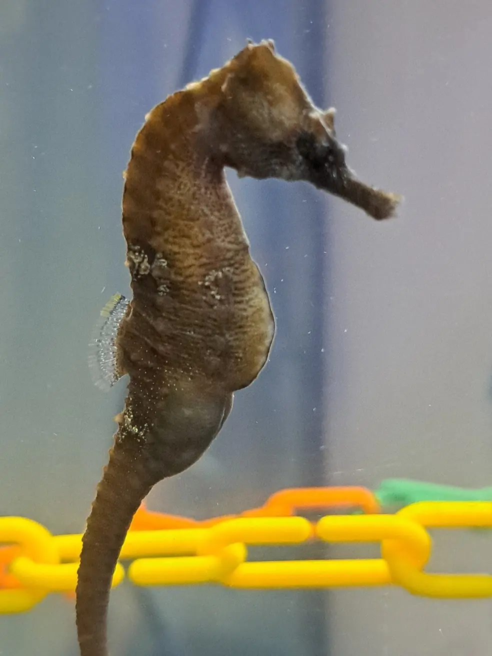 A brown seahorse is shown vertically in water, clinging to a yellow plastic chain-link structure. The seahorse has a…