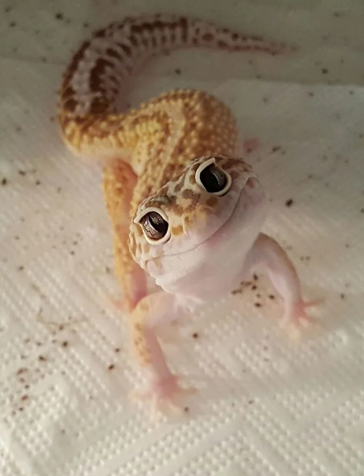 A close-up photo of a small, light-brown and cream-colored leopard gecko with large, round, dark eyes looking directly at…