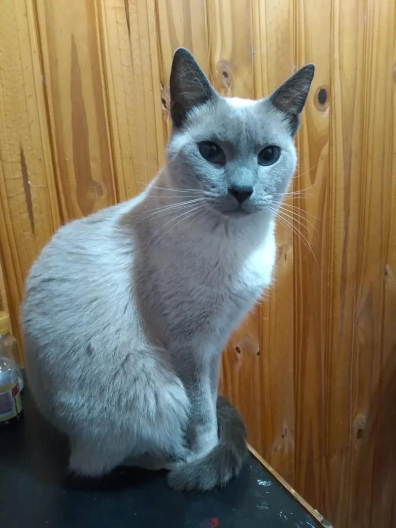 A light gray cat with dark ears and eyes sits upright on a dark surface against a wooden panel wall, looking directly at the…