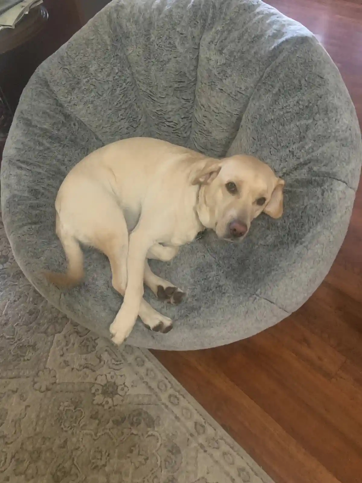 A light-colored yellow Labrador Retriever is curled up and resting inside a large, plush, gray beanbag chair. The dog is…