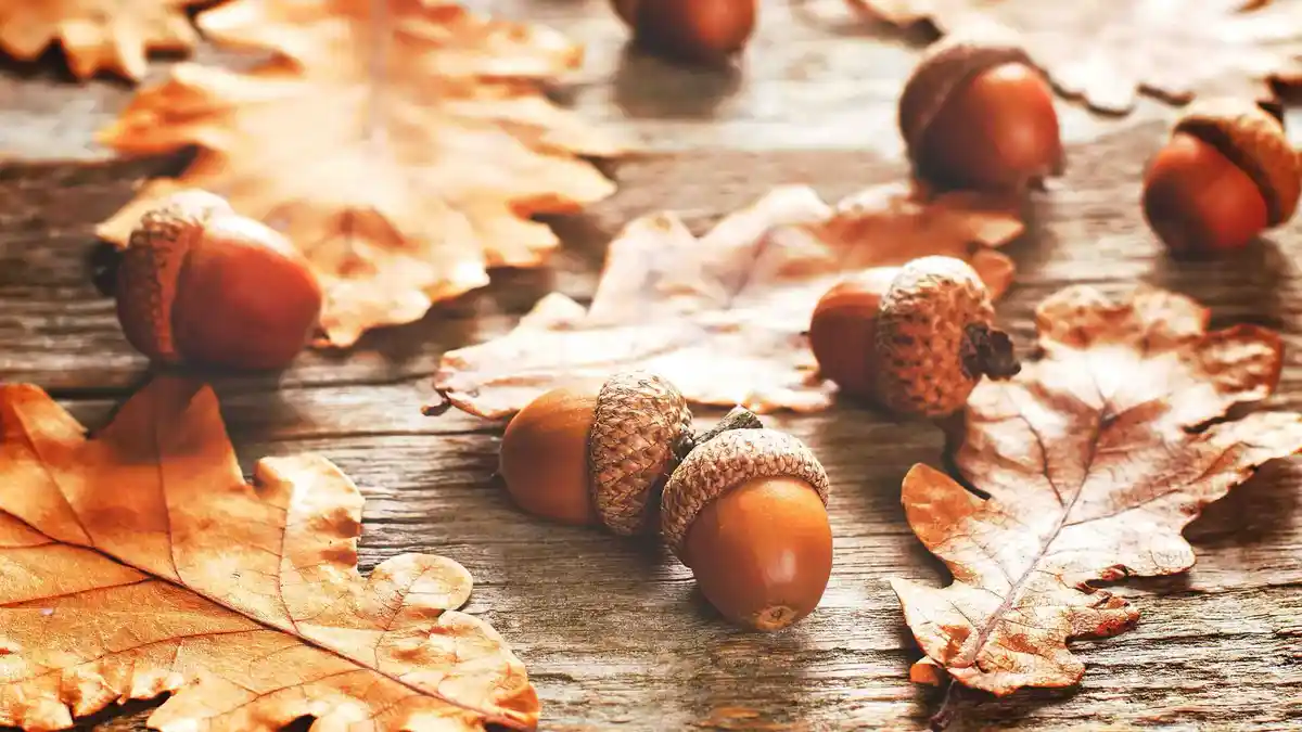A still life photograph shows several acorns and dried oak leaves scattered across a rustic wooden surface. The image has a…
