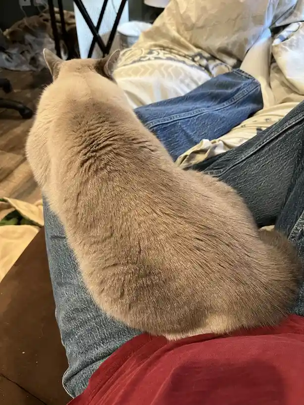 A light brown cat is sitting on a person's lap, viewed from behind, with the person wearing blue jeans and a red shirt. The…