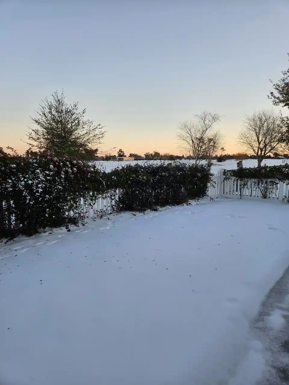 A snowy yard with a white picket fence and bushes covered in snow, some pink roses still blooming on the bushes. The sky…