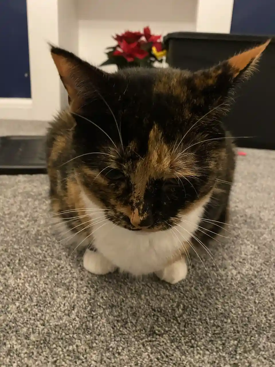 Crumble's Daily Snapshot