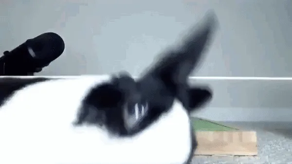 A black-and-white cat is shown in six sequential frames, initially facing away from the camera, then turning around to…