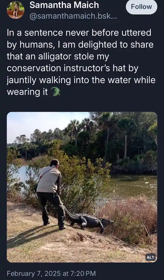 A person in outdoor clothing stands near a riverbank, watching an alligator walking into the water while wearing a hat. The…