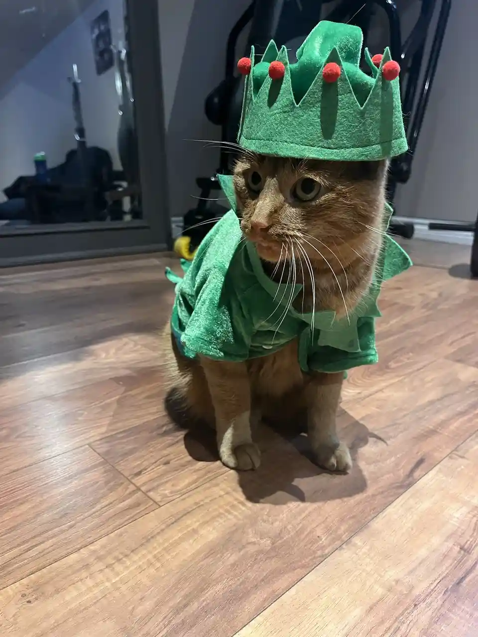A ginger cat sits on a wooden floor wearing a green felt elf costume with a crown adorned with red pom-poms and a matching…