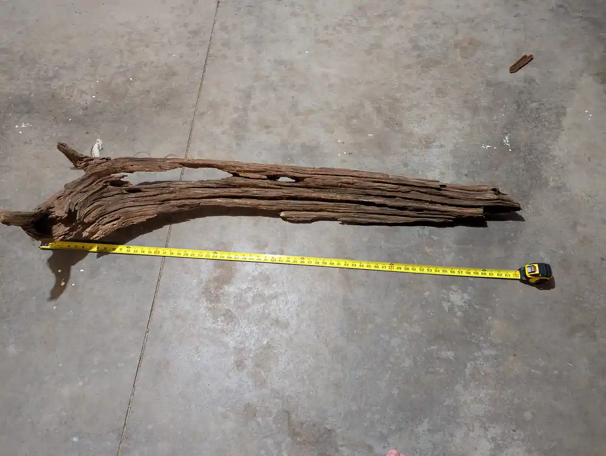A long, weathered, gnarled piece of driftwood lies on a concrete floor, with a yellow measuring tape stretched alongside it…