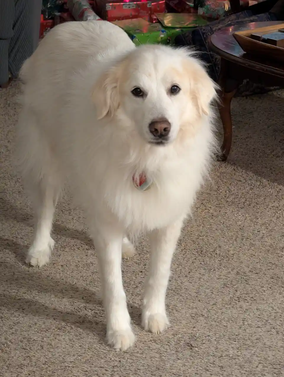 A fluffy white dog stands on a beige carpet, looking directly at the camera with a calm, slightly confused expression…