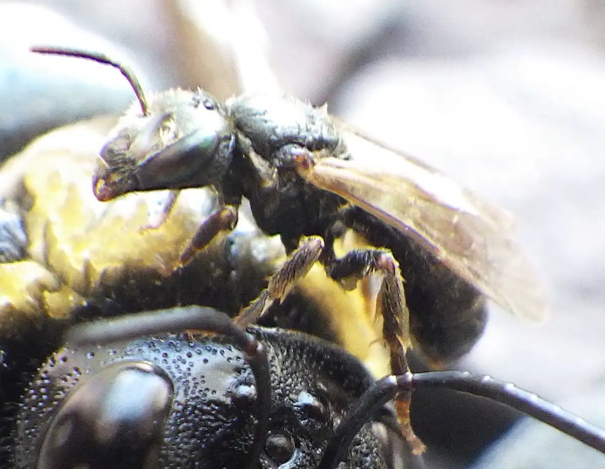 A macro photograph shows a dark-colored bee perched on the back of a larger, black insect with a textured exoskeleton. The…