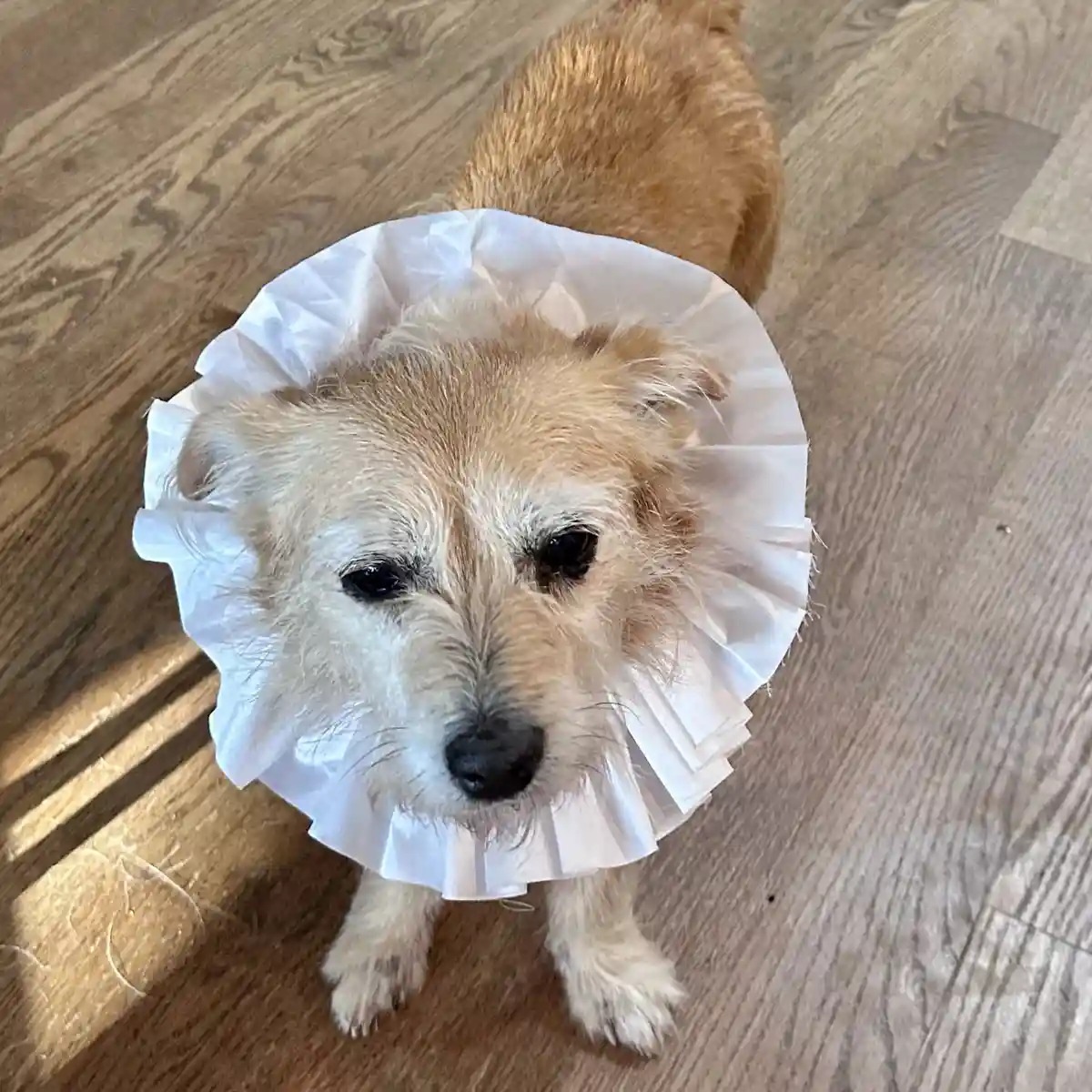 Celebrating Cake Day with Peanut: We Miss You!