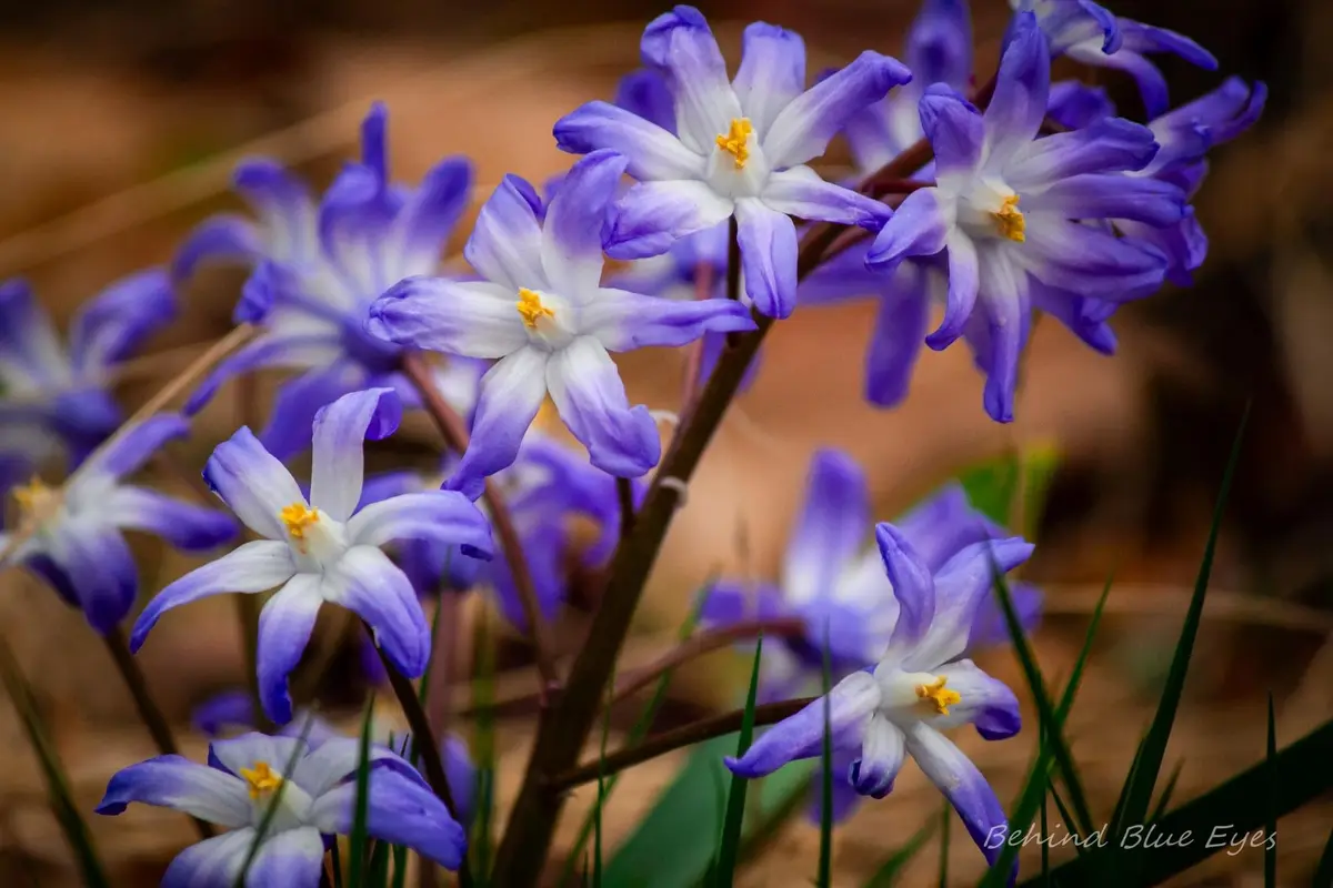 A close-up photograph of delicate purple and white star-shaped flowers with yellow centers, growing among green grass and…