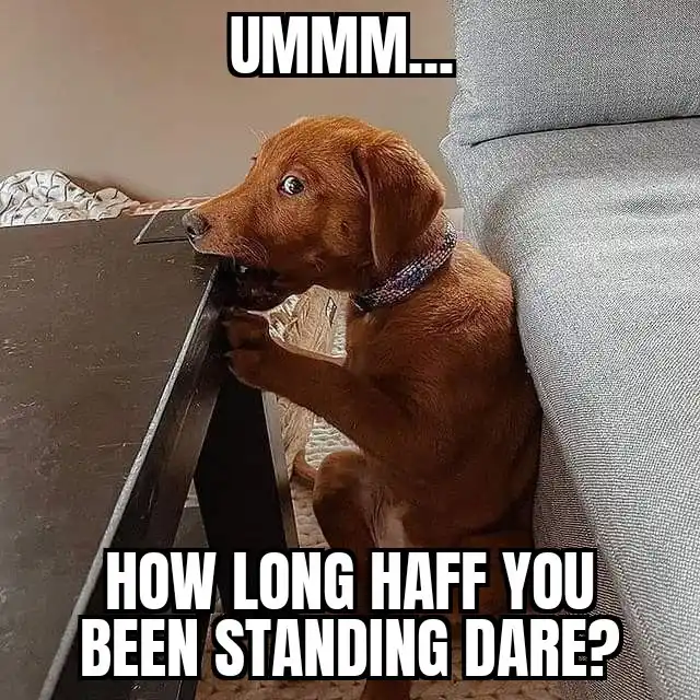 A brown puppy with wide eyes is peeking out from behind a gray couch, one paw resting on the edge of a dark wooden table…