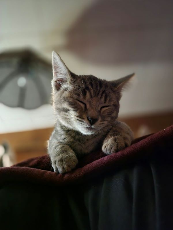 a tabby cat with closed eyes and a relaxed expression sits on a dark red blanket, appearing deeply content and sleepy. The…