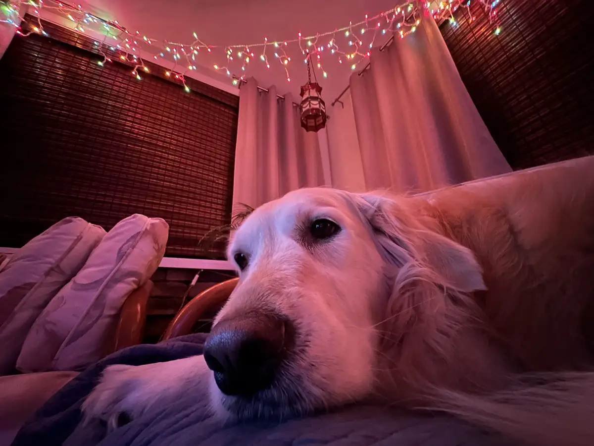 A white dog with long fur lies on a couch in a dimly lit room bathed in red and purple light from string lights above. The…