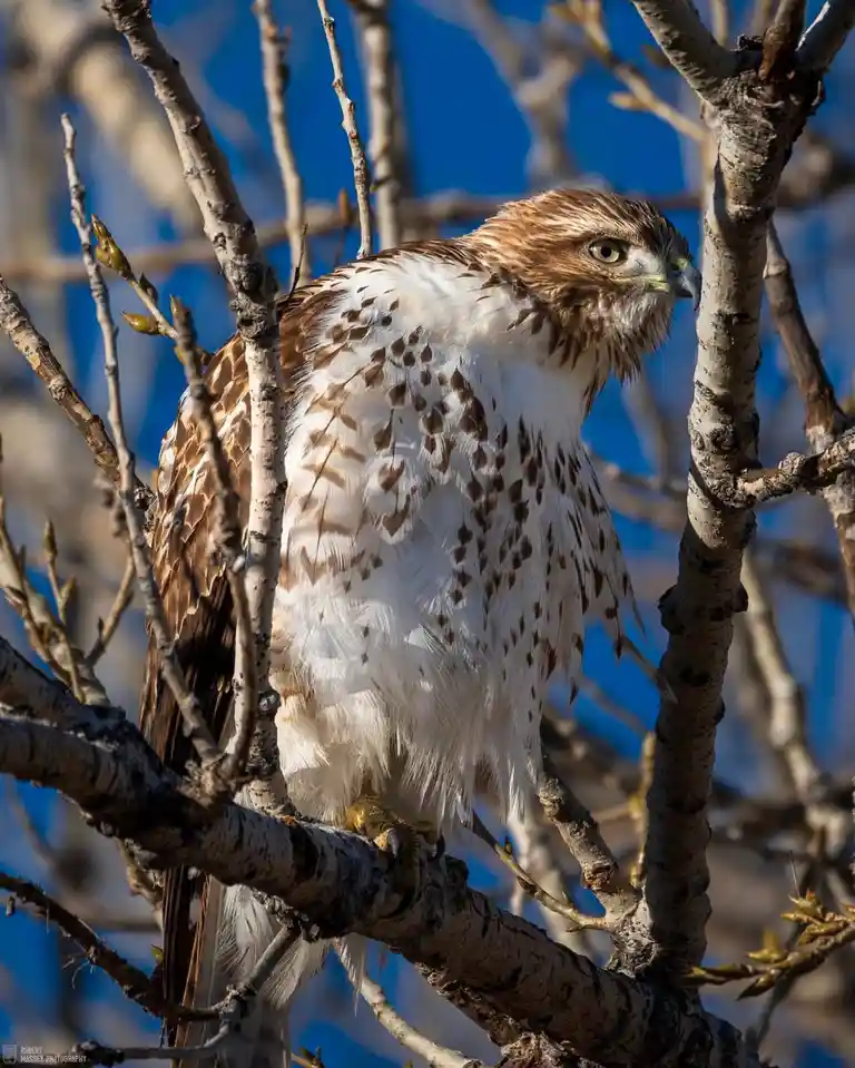 A close-up photograph of a hawk perched on tree branches against a clear blue sky, its white and brown speckled chest…