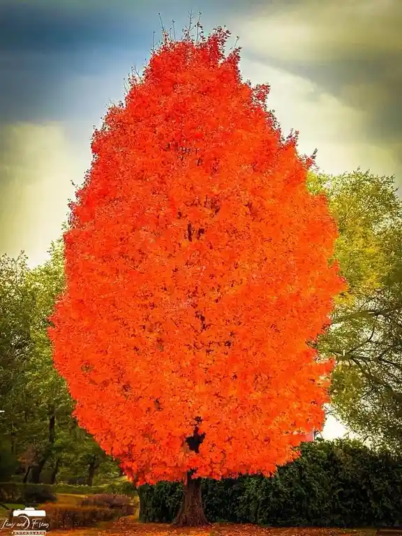 A vibrant, fiery-orange tree with dense foliage stands prominently in a park, surrounded by green trees and bushes under a…