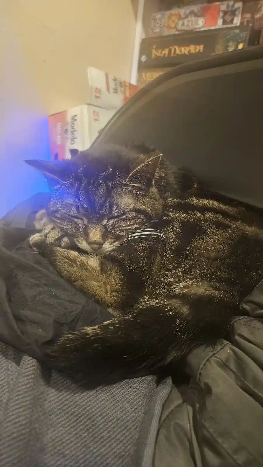 A dark tabby cat is curled up and sleeping soundly on a black cushion, with its eyes closed and paws tucked in. Behind it, a…