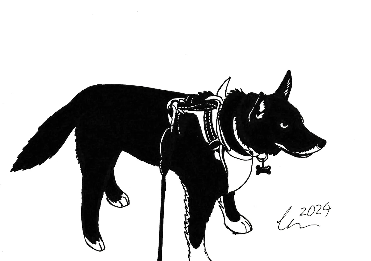 A black-and-white line drawing of a dog standing in profile, wearing a saddle on its back and a collar with a bone-shaped…