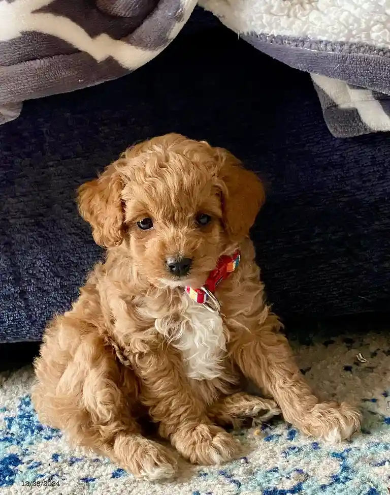 A small, fluffy, light brown puppy with dark eyes and a white chest sits on a patterned rug under a couch, wearing a…