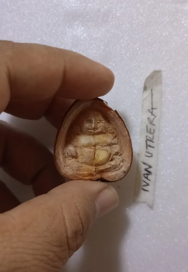 A hand holds a cracked open nut or seed pod revealing a pale, segmented interior that resembles a human face or skull…