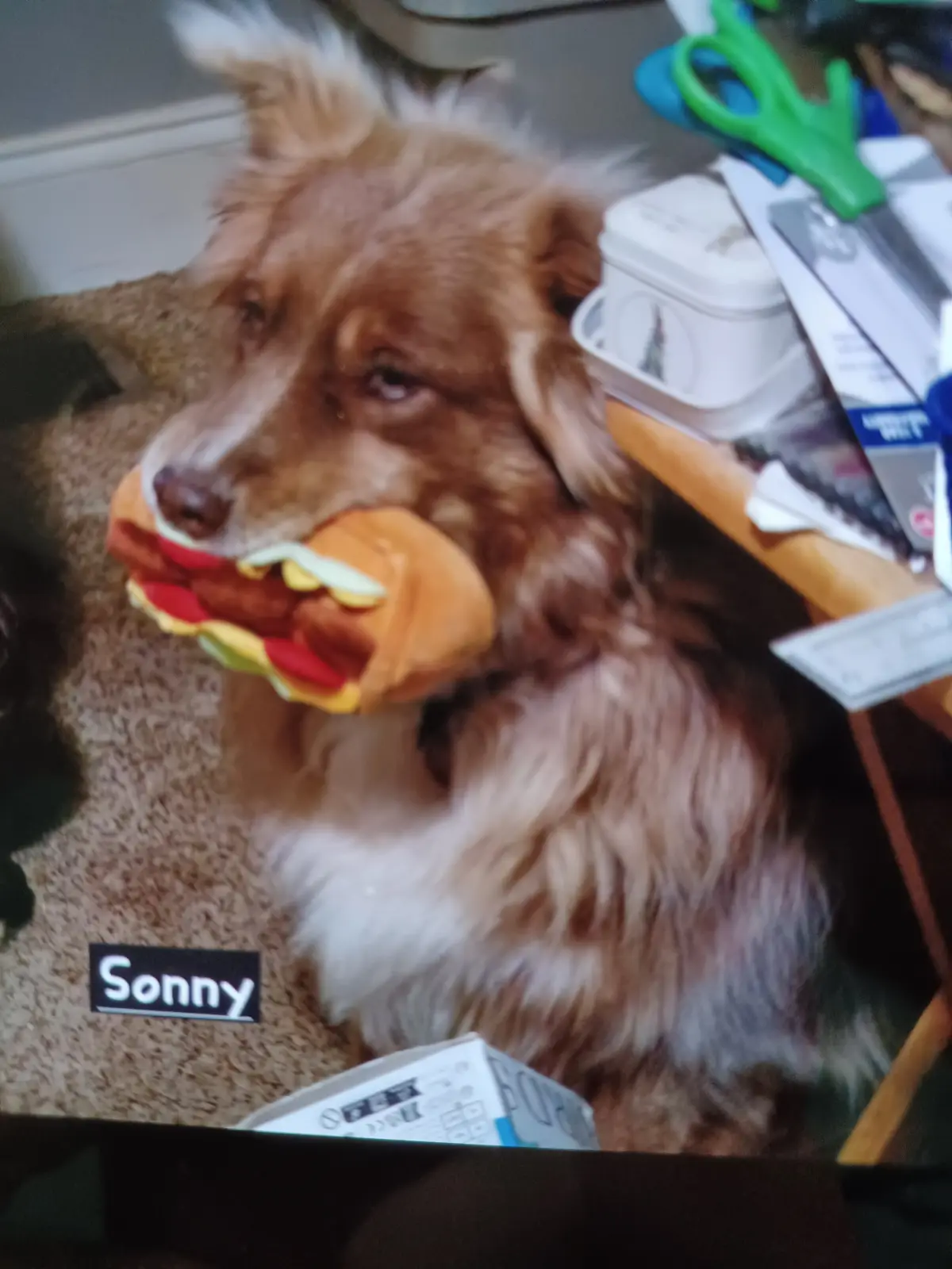 Meet Sonny: The Star of the Show