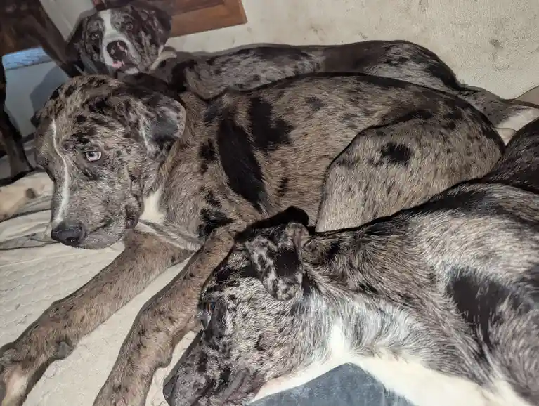 Three brindle-patterned dogs are lounging together on a bed or couch. One dog in the foreground is lying down with a relaxed…