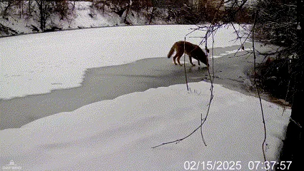 A coyote is captured in six sequential frames from a wildlife camera, drinking from a partially frozen pond surrounded by…